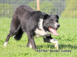 Astra Black, Black and white smooth coated, Male border collie